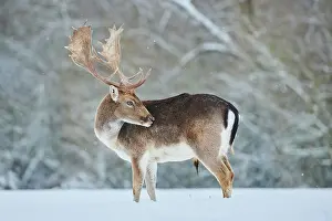 Cervinae: Fallow deer (Dama dama) on a snowy meadow, Bavaria
