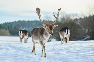 Cervinae: Fallow deer (Dama dama) on a snowy meadow, Bavaria