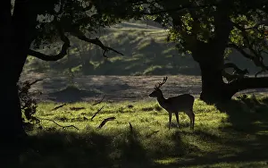 Hoofed: Fallow Deer (dama dama) standing between big oa