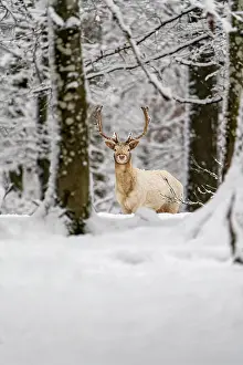 Cervinae: Fallow deer (Dama dama), in winter in the forest