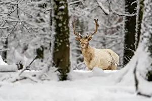 Cervinae: Fallow deer (Dama dama), in winter in the forest