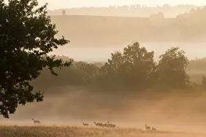 Ashdown: Fallow deer in dawn mist