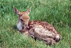 Fallow: Fallow Deer - fawn