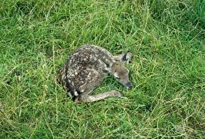 Vunerable: Fallow Deer - fawn, freshly dropped