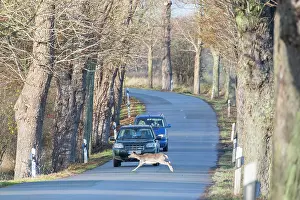 140821: Fallow Deer - female crossing a road - Grmany