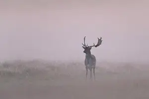 Danmark: Fallow Deer fog