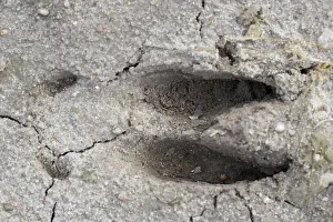 190219: Fallow Deer - footprint in sand - Germany