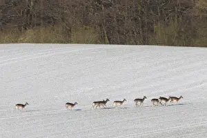 170518: Fallow Deer - group in snow - Germany