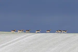 170518: Fallow Deer - group in snow - Germany