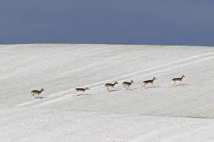 Dama: Fallow Deer - group in snow - Germany