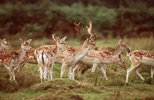Fallow: FALLOW DEER - Herd