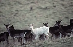 Albino: FALLOW DEER - herd with single albino