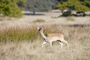 Move: Fallow Deer - hind on the move