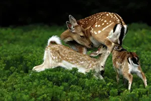 Hinds: Fallow Deer - hind nursing fawns