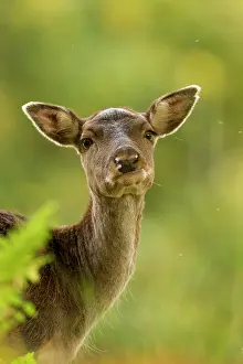 Hinds: Fallow Deer hind portrait Autumn