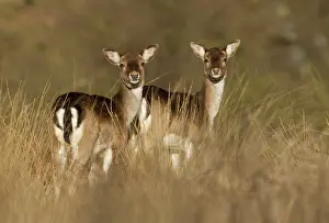 Fallow: Fallow Deer - in long grass - March