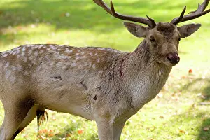 Attacked: Fallow Deer - male showing wounds sustained during rut