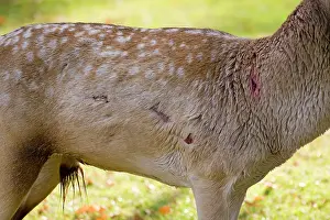 Wounds: Fallow Deer - male torso showing wounds sustained during rut