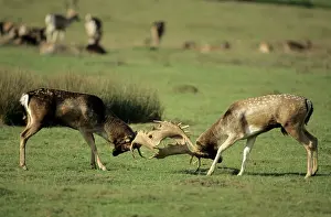 Confronation: Fallow Deer - males fighting in rut