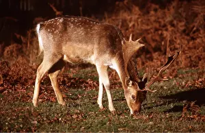 Palmate: FALLOW DEER - Mature buck / male with palmate antlers