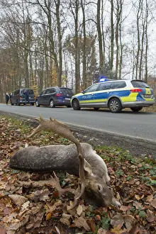Roadkill: Fallow Deer - roadkilled stag - Germany