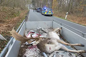 Roadkill: Fallow Deer - roadkilled stag - Germany