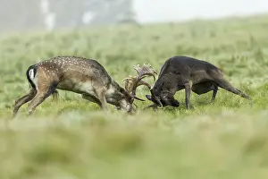 Richmond: Fallow Deer - Rutting - Richmond Park - UK