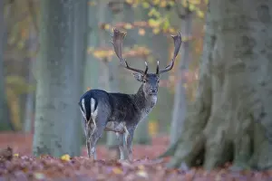 Dama: Fallow Deer - stag in autumn forest - Germany