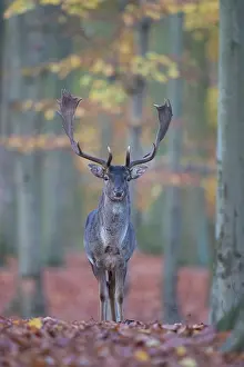 Dama: Fallow Deer - stag in autumn forest - Germany