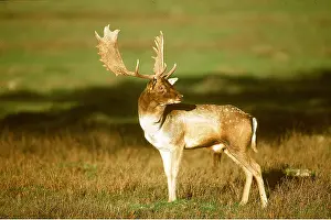 Bucks: FALLOW DEER - stag / buck / male in rut