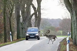 140821: Fallow Deer - stag crossing a road - Grmany
