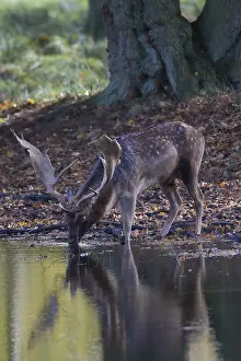 Dama: Fallow Deer - stag drinking - Denmark