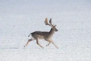 121221: Fallow Deer - stag flees over snow-covered field
