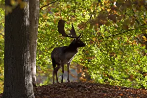 100119: Fallow deer - stag in forest - Denmark