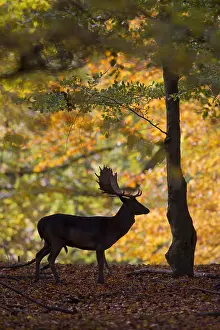 100119: Fallow deer - stag in forest - Denmark