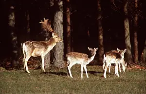 Father: FALLOW DEER - Stag / male three with young