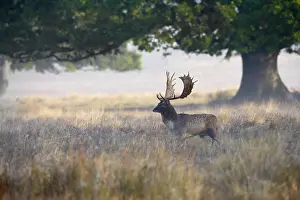 Bucks: Fallow Deer - stag in mist at sunrise