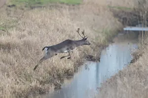 Ditch: Fallow Deer stag motion