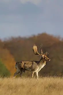 Canyons: Fallow Deer stag in rut in autumn
