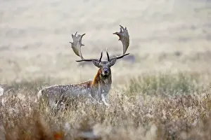 Bucks: Fallow Deer - stag at sunrise