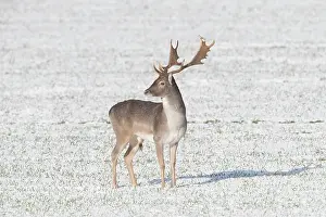 Dama: Fallow Deer stag winter