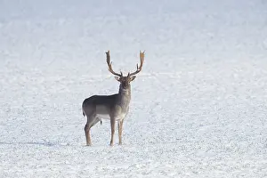 Dama: Fallow Deer stag winter