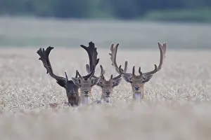 100119: Fallow Deer - stags in a corn field - Sweden