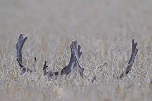 100119: Fallow Deer - stags in a corn field - Sweden