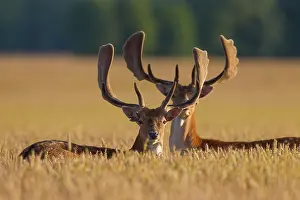 Stags: Fallow Deer - stags in grain field - Germany