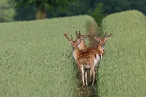 Stags: Fallow Deer - stags in grain field - Germany