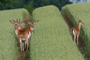 Stags: Fallow Deer - stags in grain field - Germany