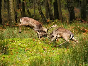 040319: Fallow Deer-two bucks fighting in rut season, Germany