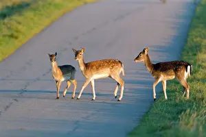 Verge: Fallow Deer - three young animals crossing road