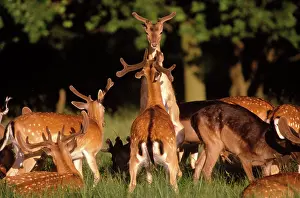 Combat: Fallow DEER - young males in combat
